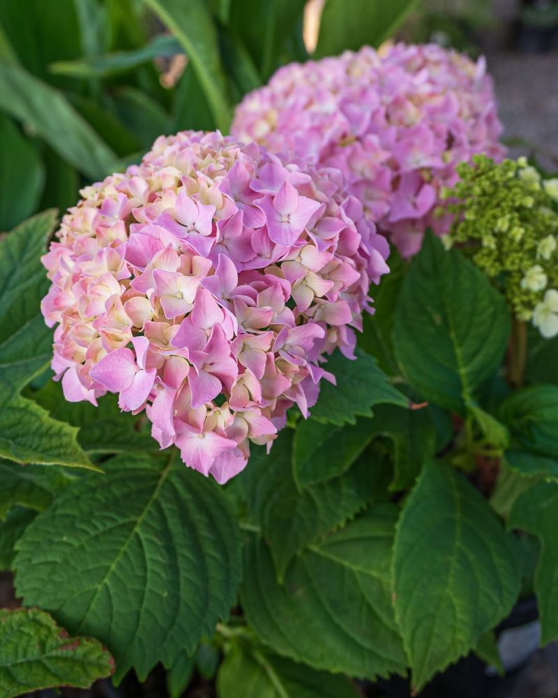 Hydrangeas