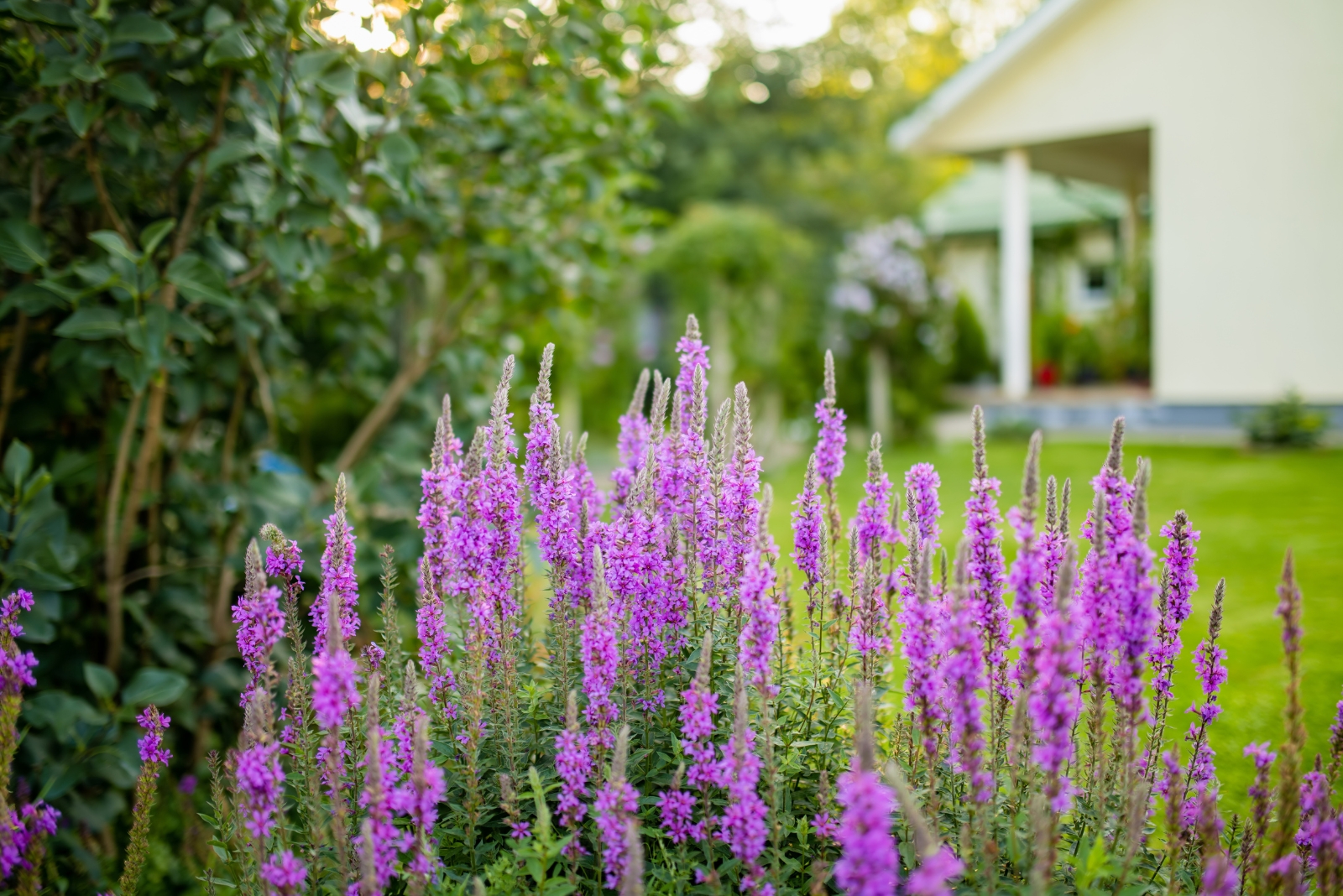 12 Plants That Are Restricted Or Illegal To Move Within Washington