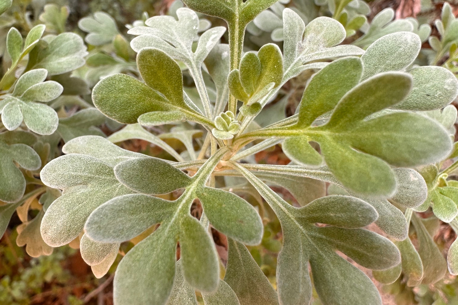 12 Plants That Help Keep Mice Out Of Tennessee Homes And Gardens