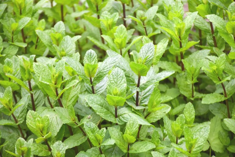 mint plants (featured image)