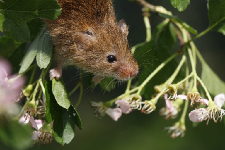 mice in garden