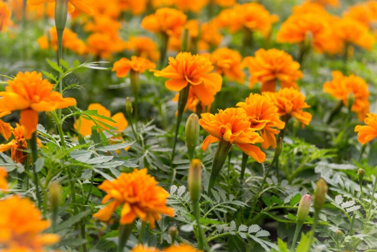 marigolds (featured image)