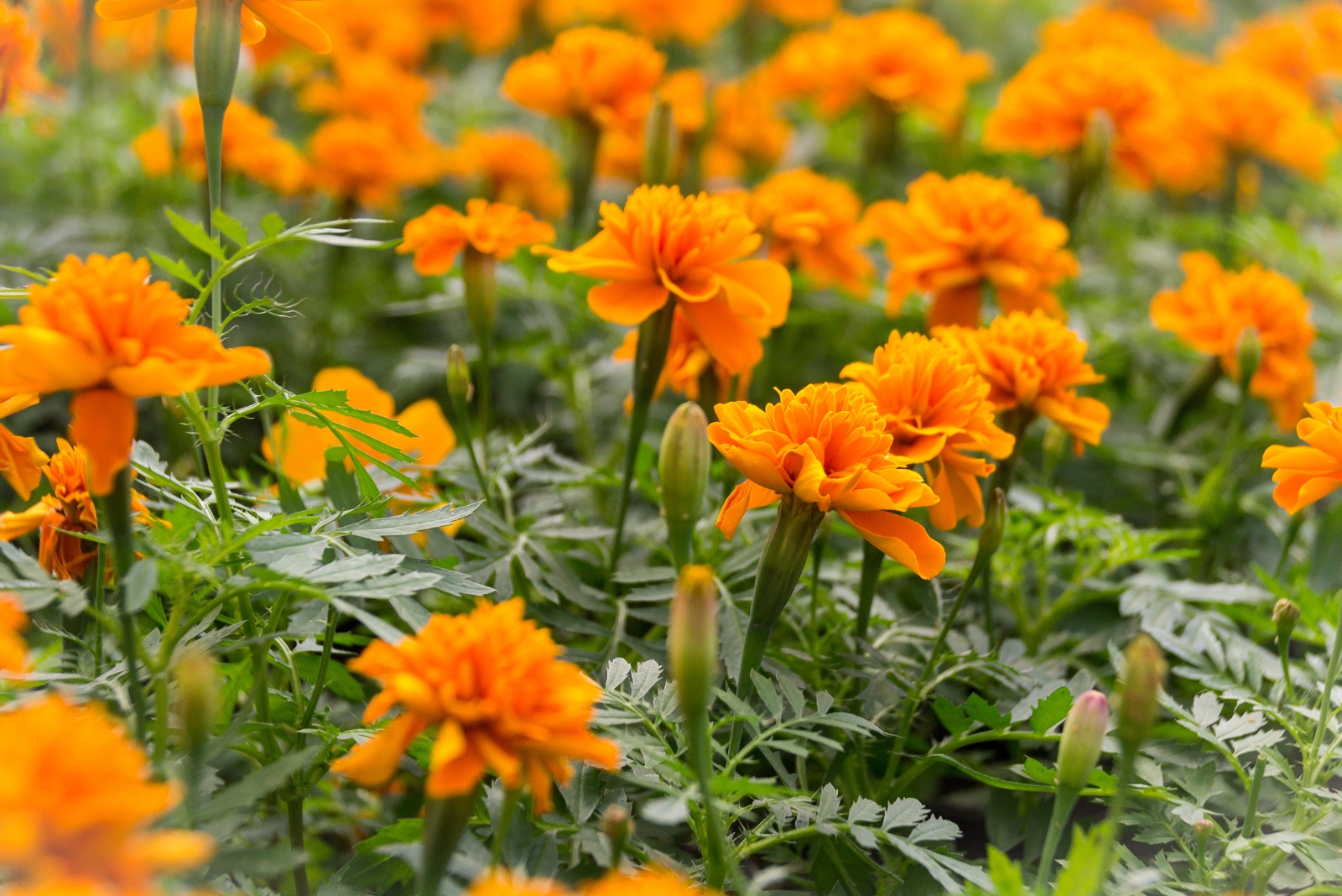 marigolds (featured image)