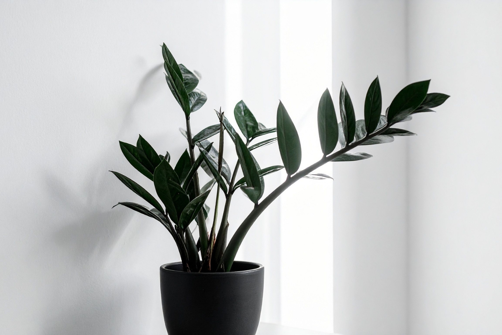 12 Plants That Thrive In Connecticut Rooms Without Windows