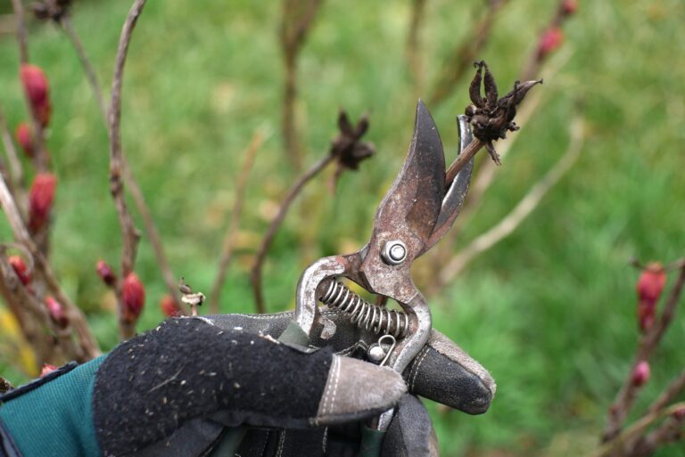 pruning plants (featured image)