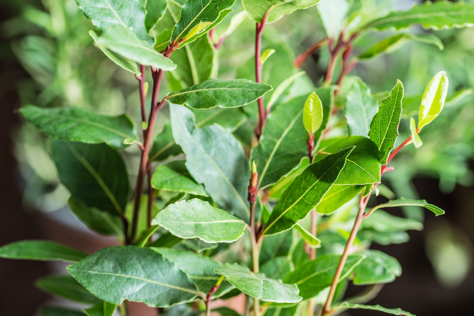 12 Rat-Repelling Plants Louisiana Homeowners Swear By