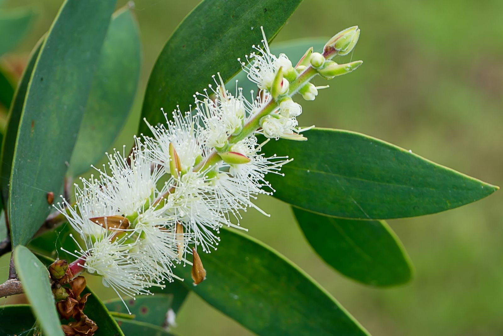 Close up of Melaleuca