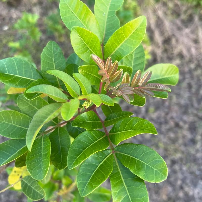 Brazilian Pepper Tree