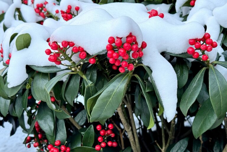 winter shrub (featured image)