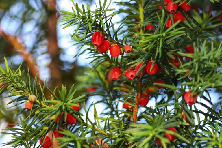 tree (featured image)