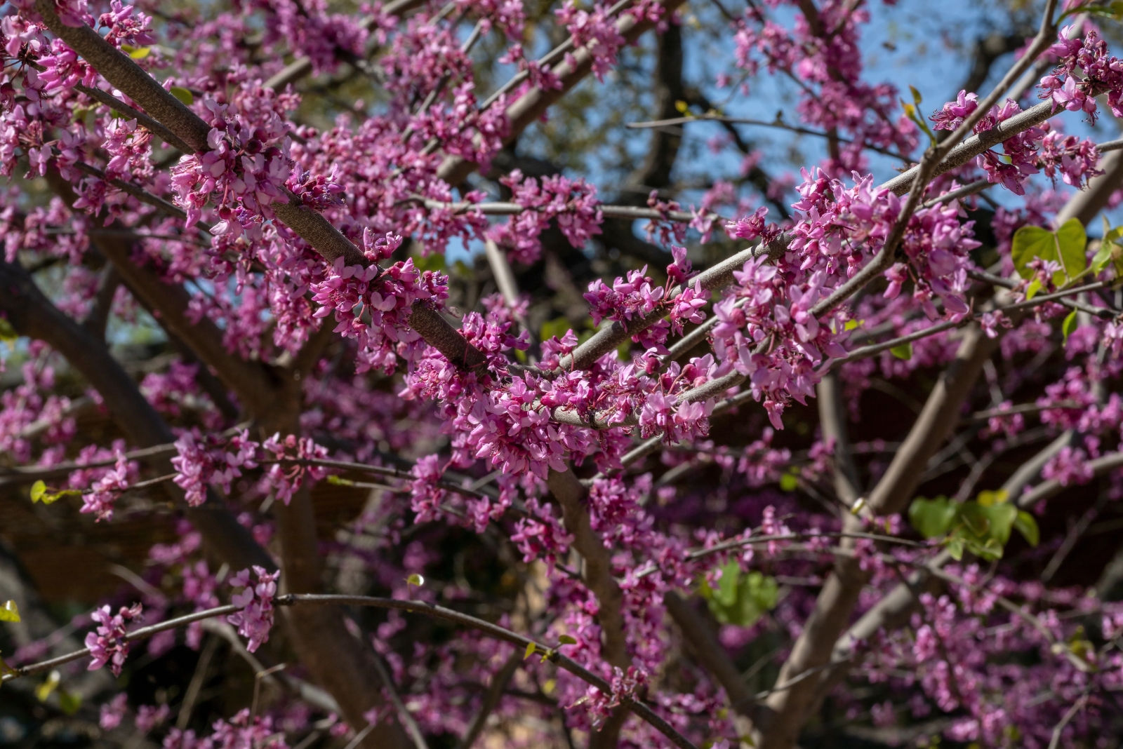 12 Trees That Bring Beauty To Texas Yards In Every Season