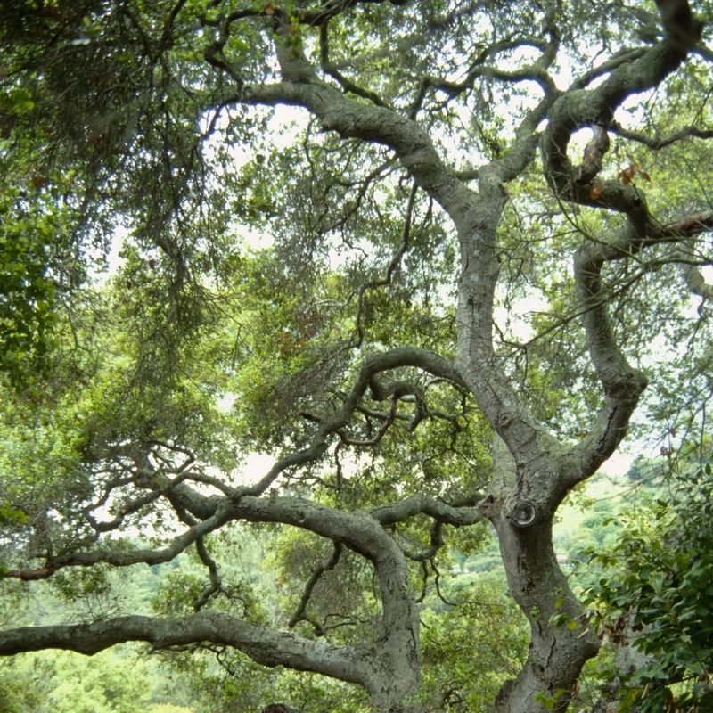 Live Oak