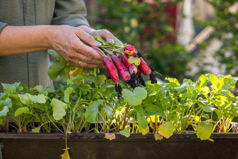 vegetables (featured image)
