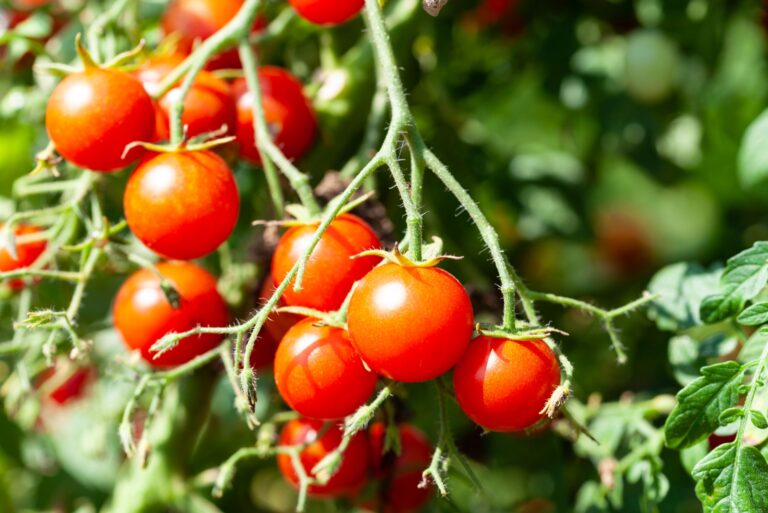 cherry tomatoes (featured image)