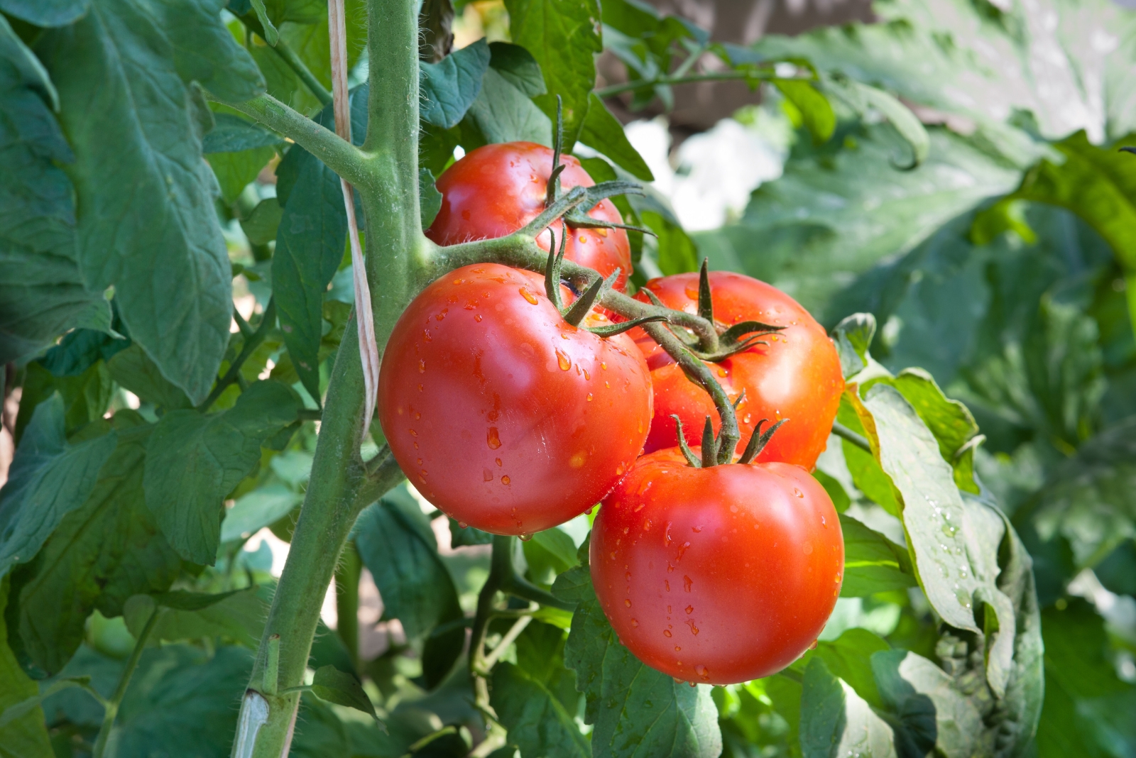 12 Vegetables Perfect For Year-Round Bucket Gardening In Kansas