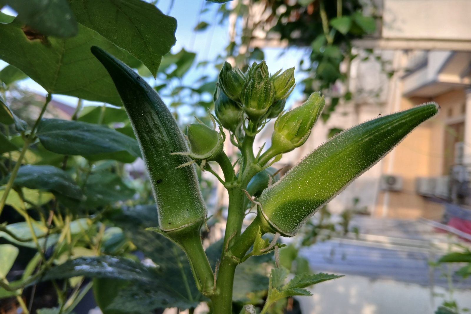 12 Vegetables That Flourish In Florida’s Humid Conditions