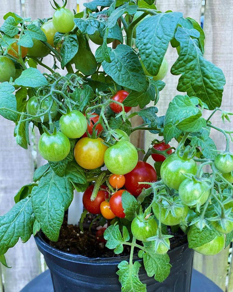 Tomatoes