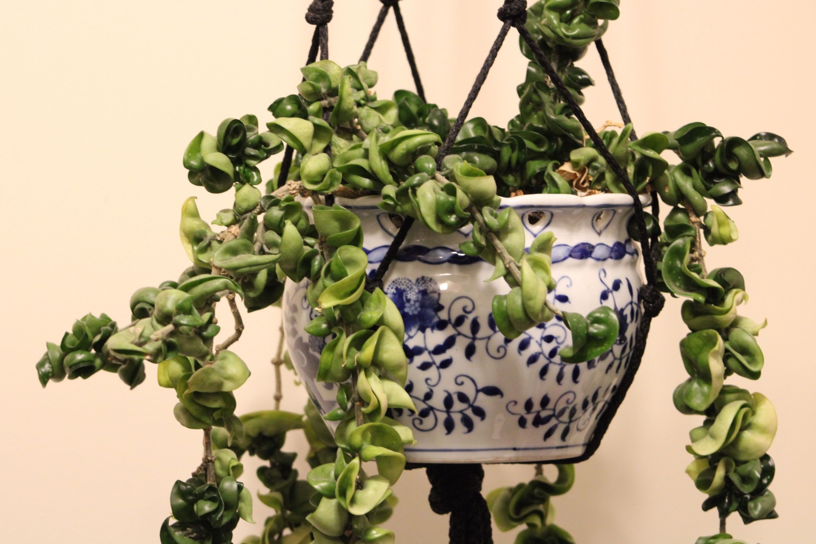 12 Vintage Houseplants Found In Grandma’s Connecticut Home That Could Be Worth A Fortune