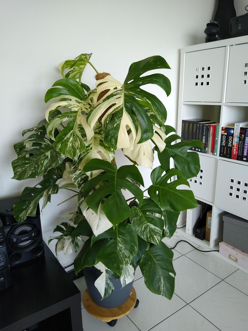 Monstera Deliciosa Variegata