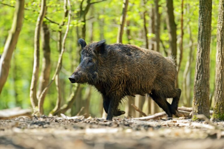 wild boar (featured image)