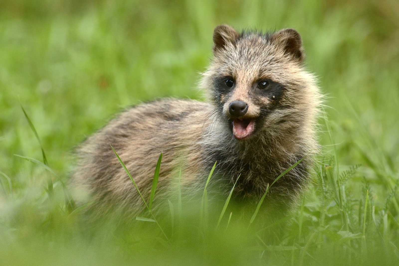 12 Wild Animals That Have Settled Into Washington’s Cities