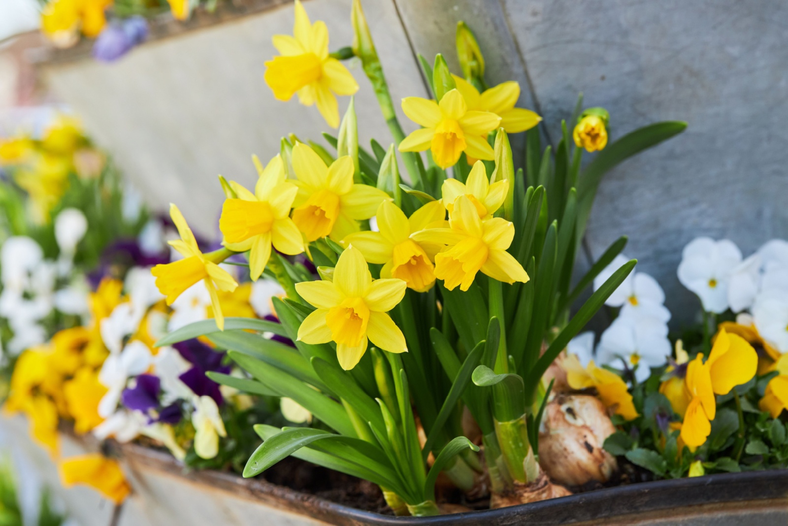 12 Winter Bulbs That Thrive In Michigan Gardens