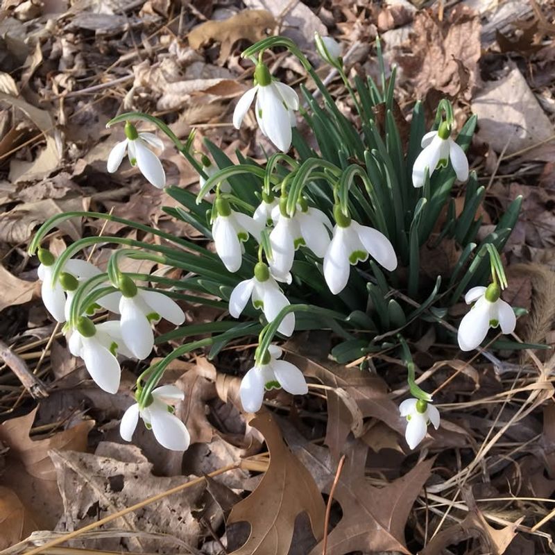 Snowdrops