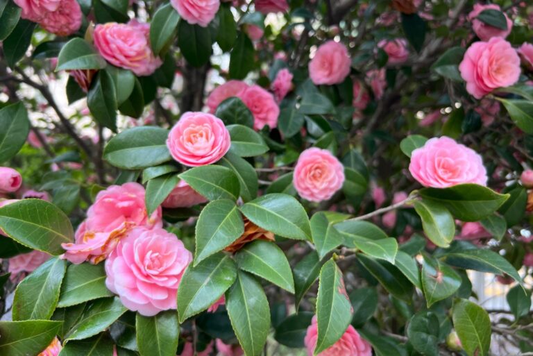 camellia japonica