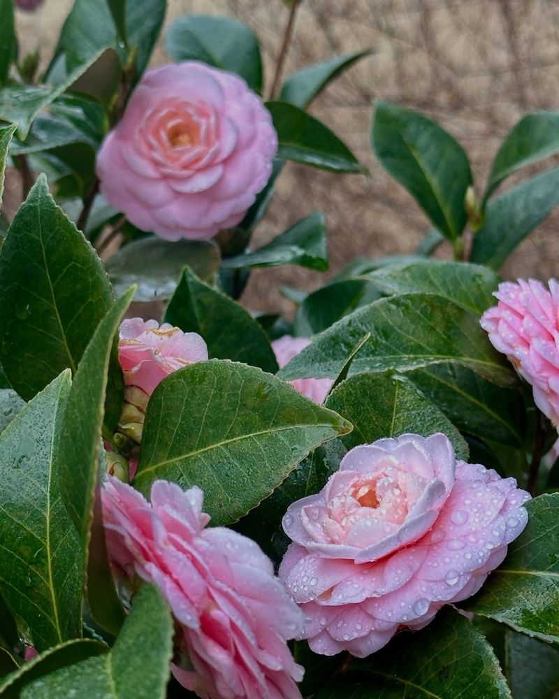 Camellia Japonica