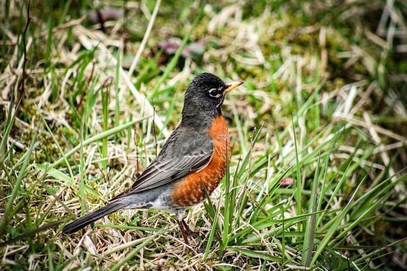American Robin
