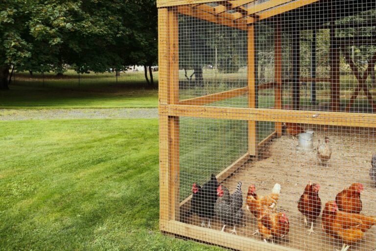 Chicken Coop