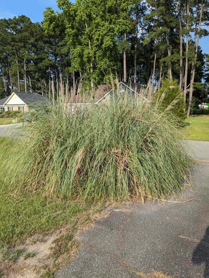 Overgrown Ornamental Grasses