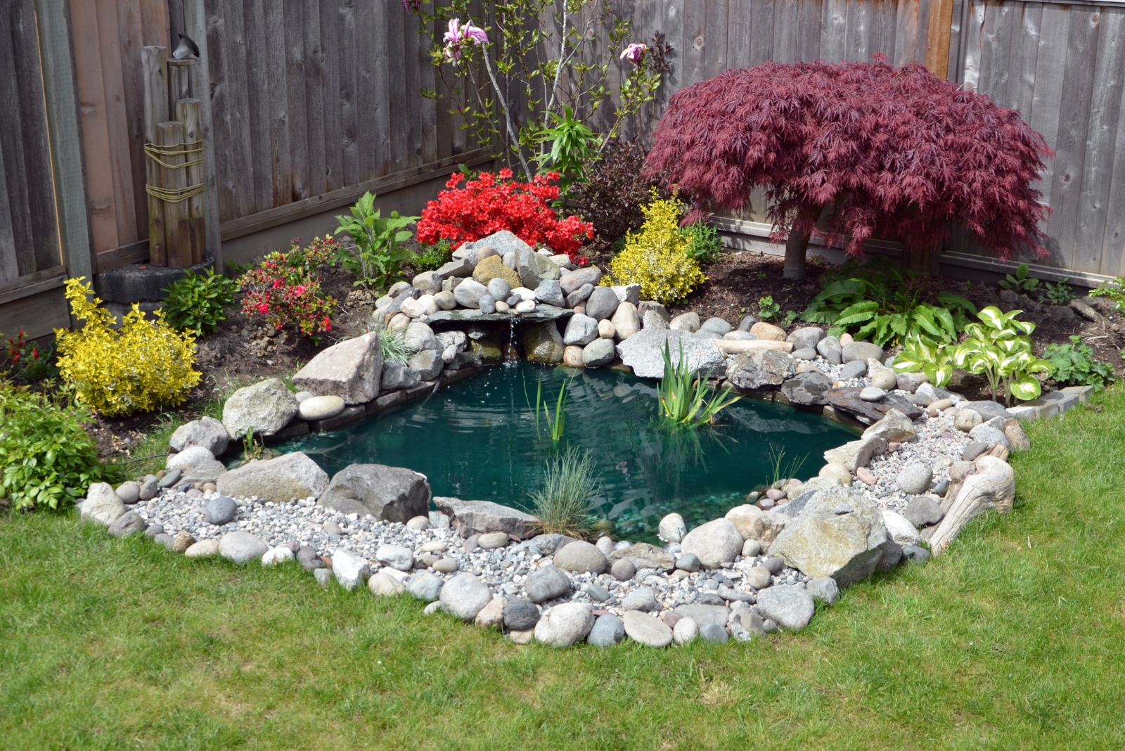 backyard pond