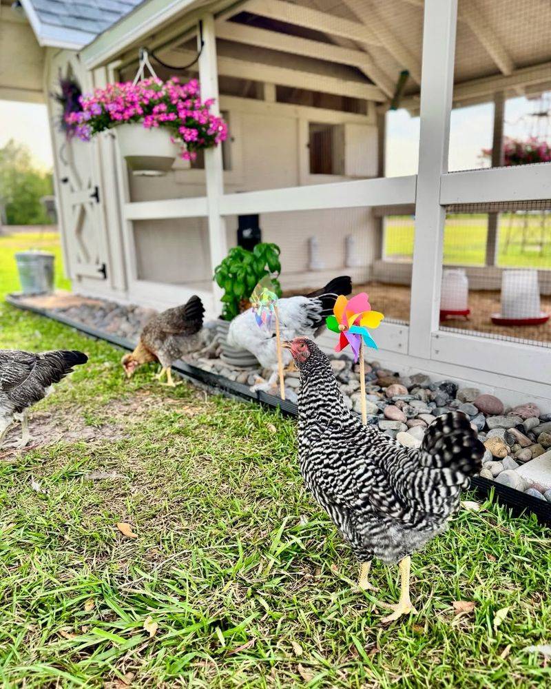 Backyard Chickens And Coops