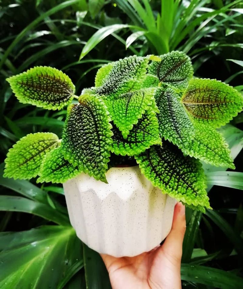 13. Friendship Plant