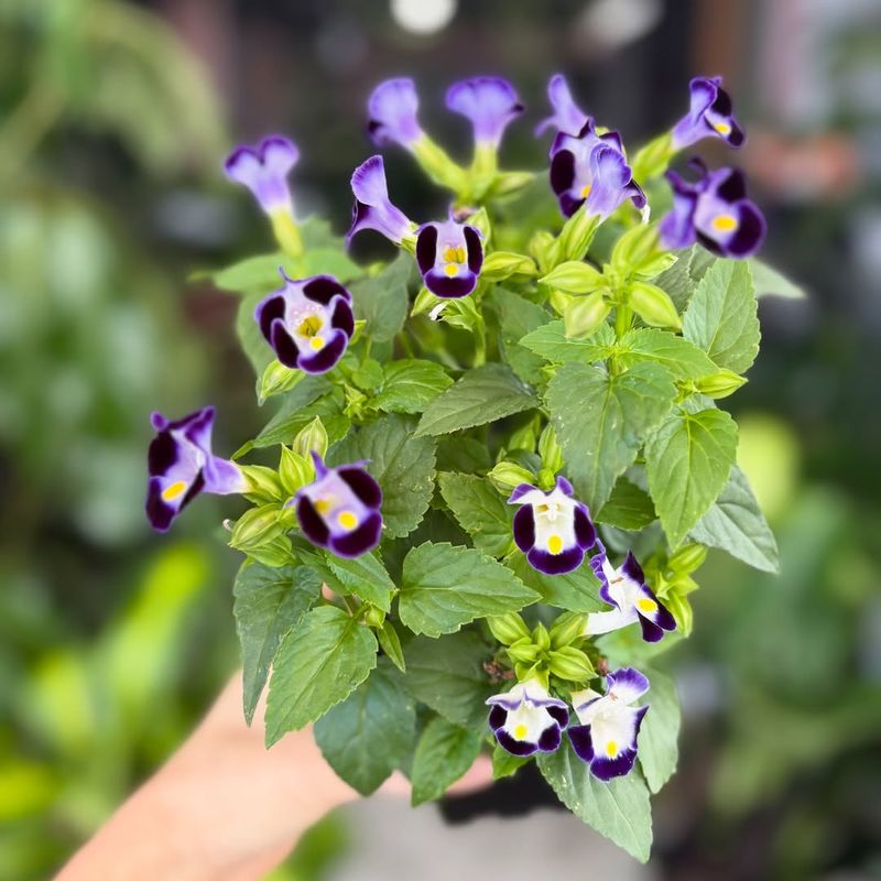 13. Torenia