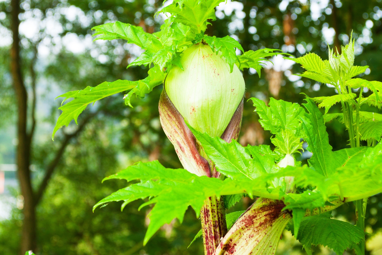 13 Backyard Crops Ohio Homeowners Are Not Allowed To Grow