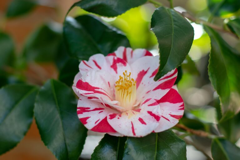 Camellia japonica or common camellia ornamental evergreen plant