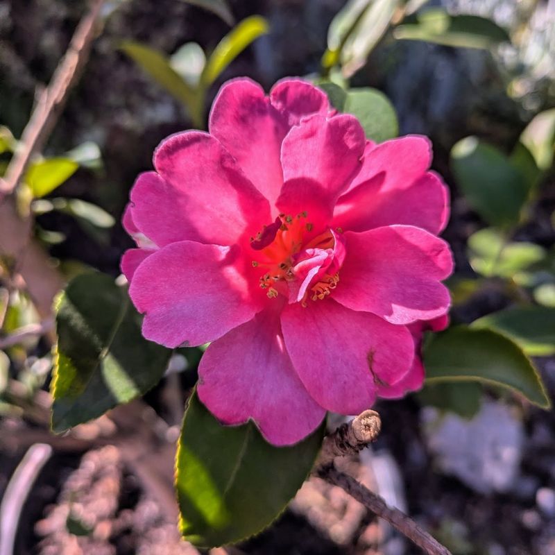 Ignoring Cold Hardiness Zones