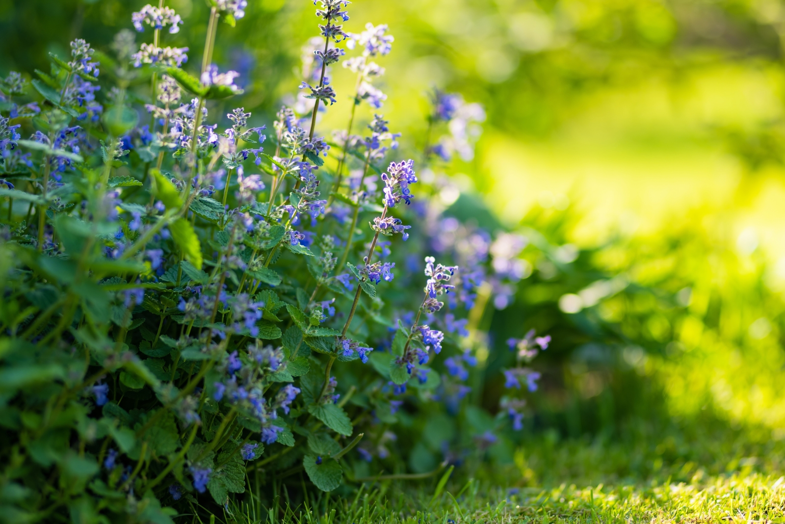 13 Cat-Safe Herbs You Can Grow At Home In California