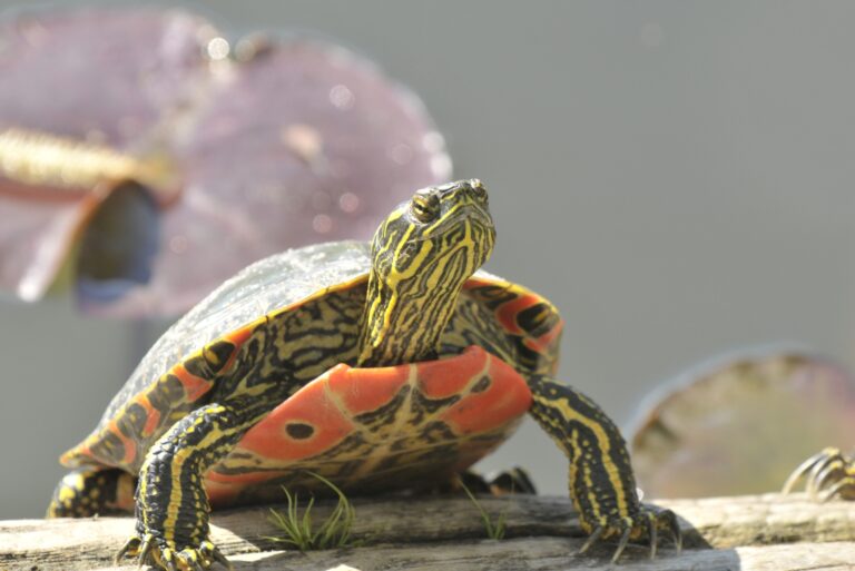 turtle (featured image)