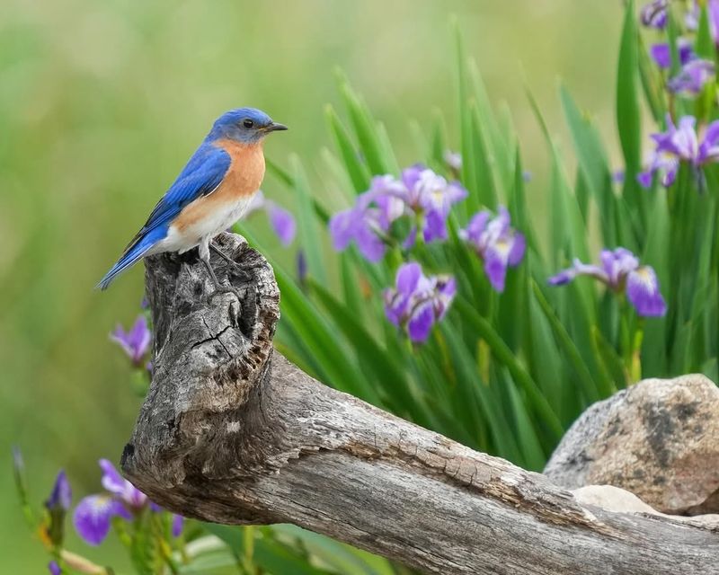 Eastern Bluebird