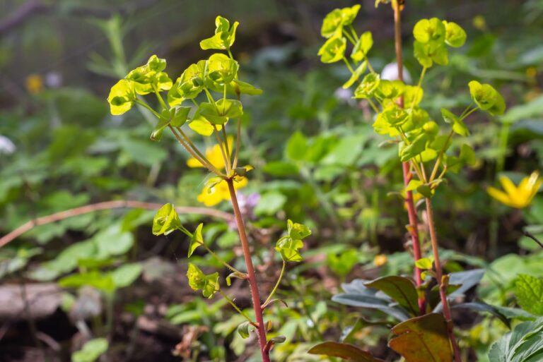 leafy spurge
