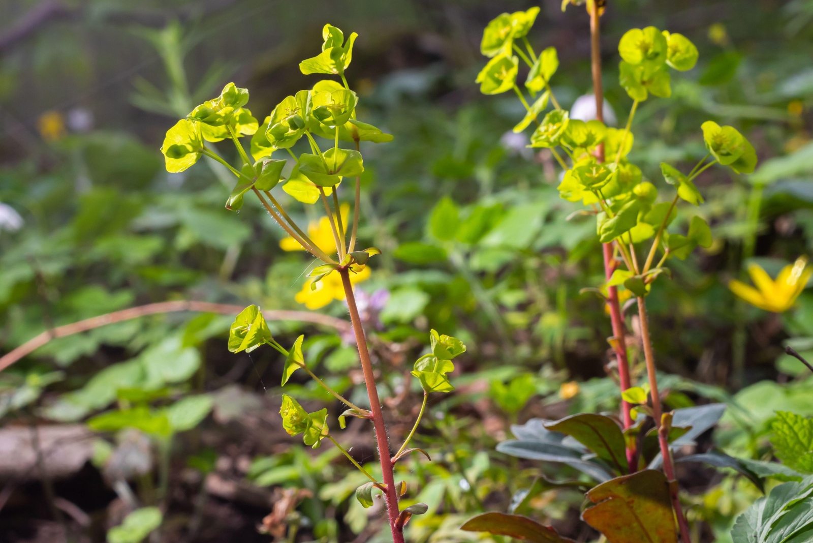 leafy spurge