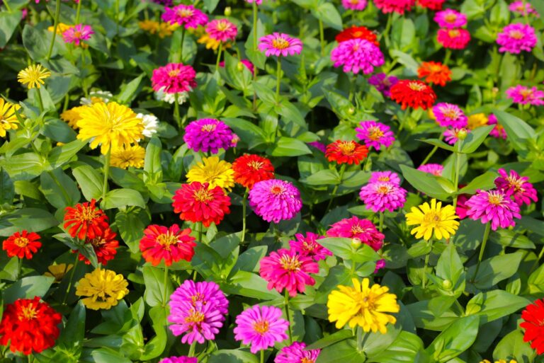 Colorful zinnias in full bloom brightens the garden