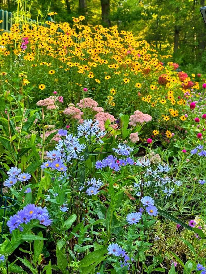 Black-Eyed Susans Bring Prairie Sunshine Home