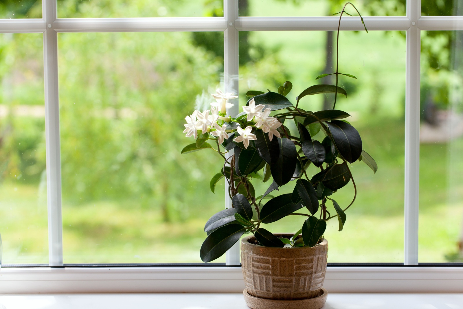 13 Fragrant Houseplants That Make Perfect Indoor Choices In Fall In Washington