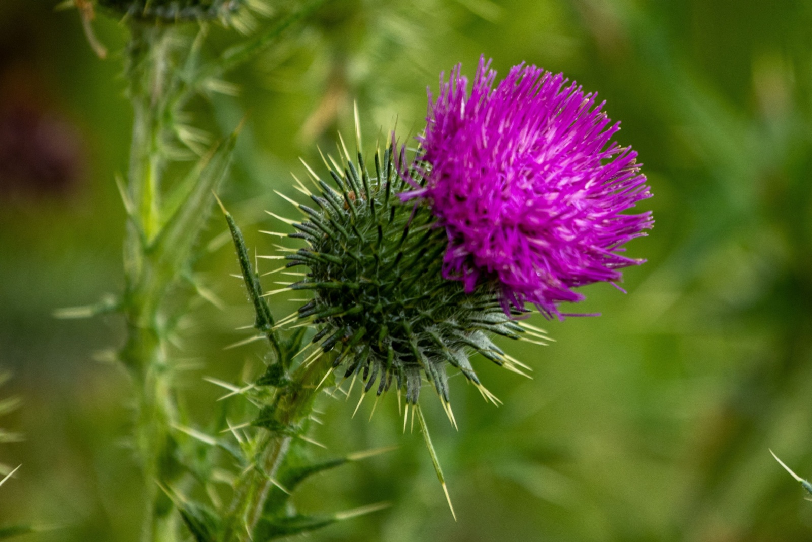 13 Garden Plants That Could Soon Be Declared Illegal In Utah