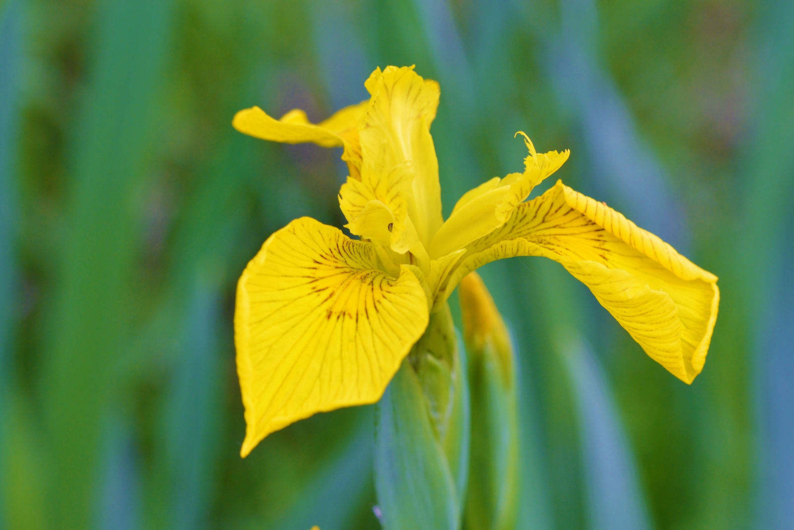 13 Garden Plants That Might Not Stay Legal In Maine Gardens