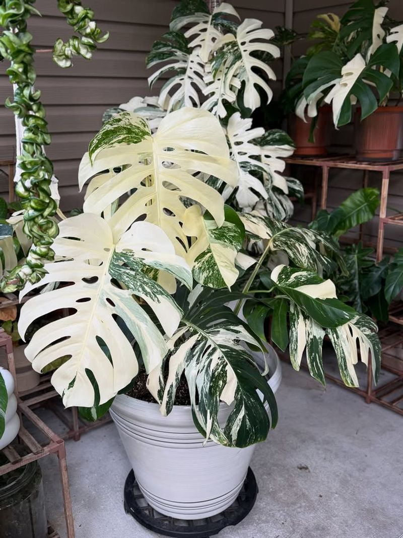 Variegated Monstera Deliciosa